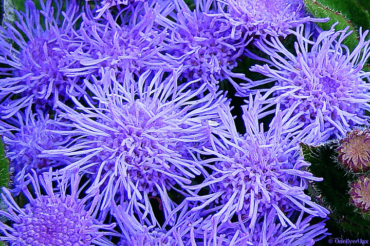 purple flowers